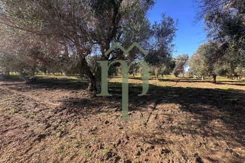 Ruinere i Brindisi, Brindisi, Brindisi - € 68.000 | Ref: Casolare Bern - foto 28